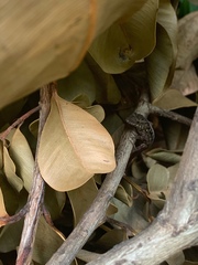 Anolis sagrei