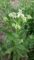 Lepidium latifolium