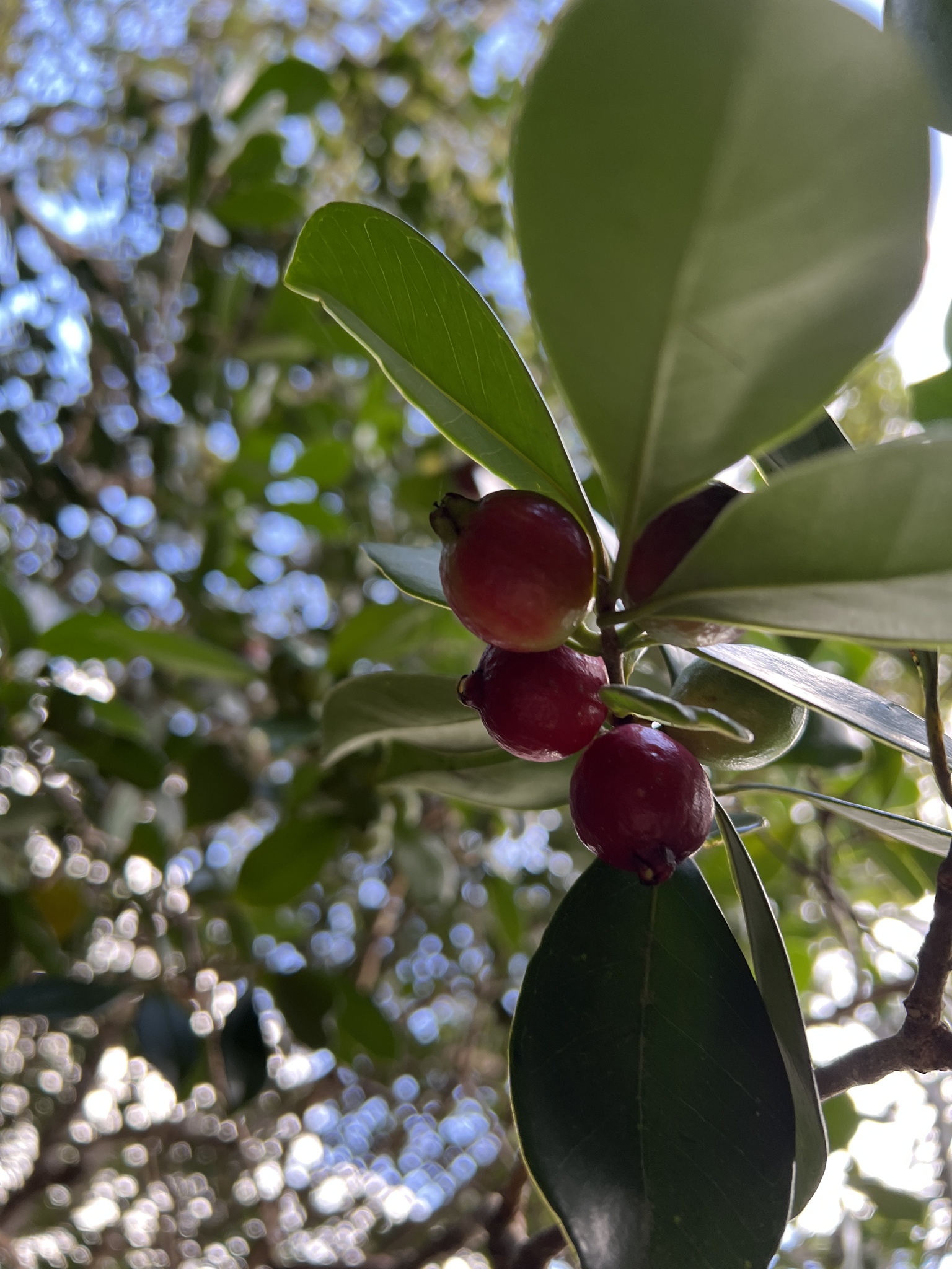 Imagem de Araçá