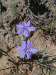 Aristea abyssinica