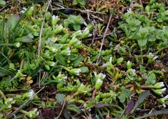 Limnanthes macounii