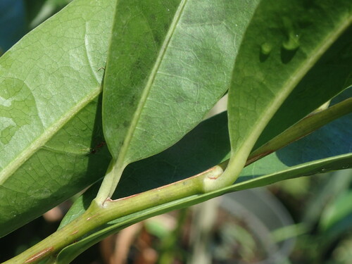Stifftia chrysantha