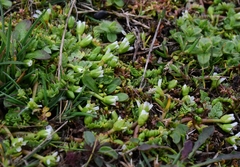 Limnanthes macounii