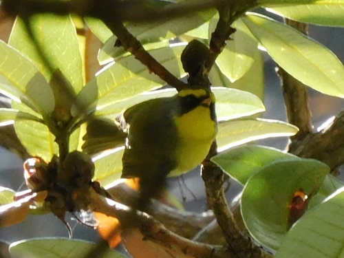 Black-faced Warbler (Abroscopus schisticeps), photo 9