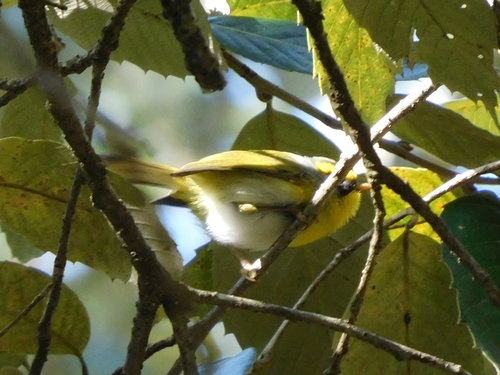 Black-faced Warbler (Abroscopus schisticeps), photo 3