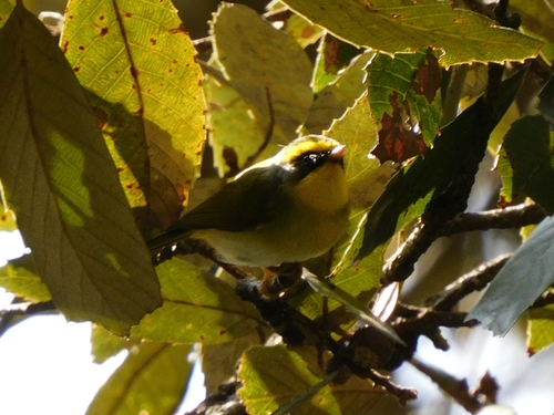 Black-faced Warbler (Abroscopus schisticeps), photo 7