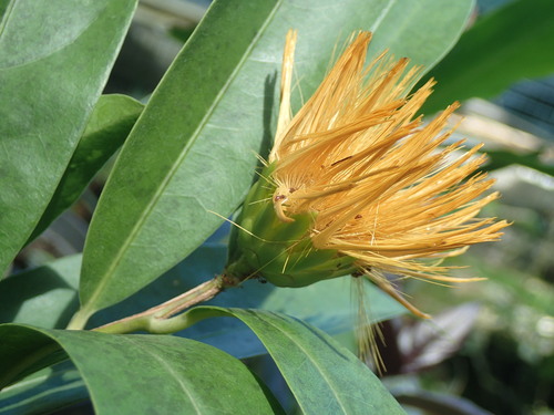 Stifftia chrysantha