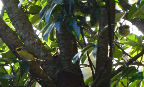 Black-faced Warbler (Abroscopus schisticeps), photo 10
