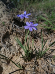 Aristea abyssinica