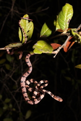 Yucatan Blunthead Snake photo 3