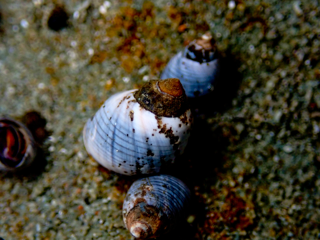 Little Blue Periwinkle from Bateau Bay Beach, NSW, Australia on January ...