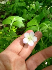 Nemophila phacelioides