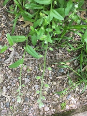 Myosotis macrosperma