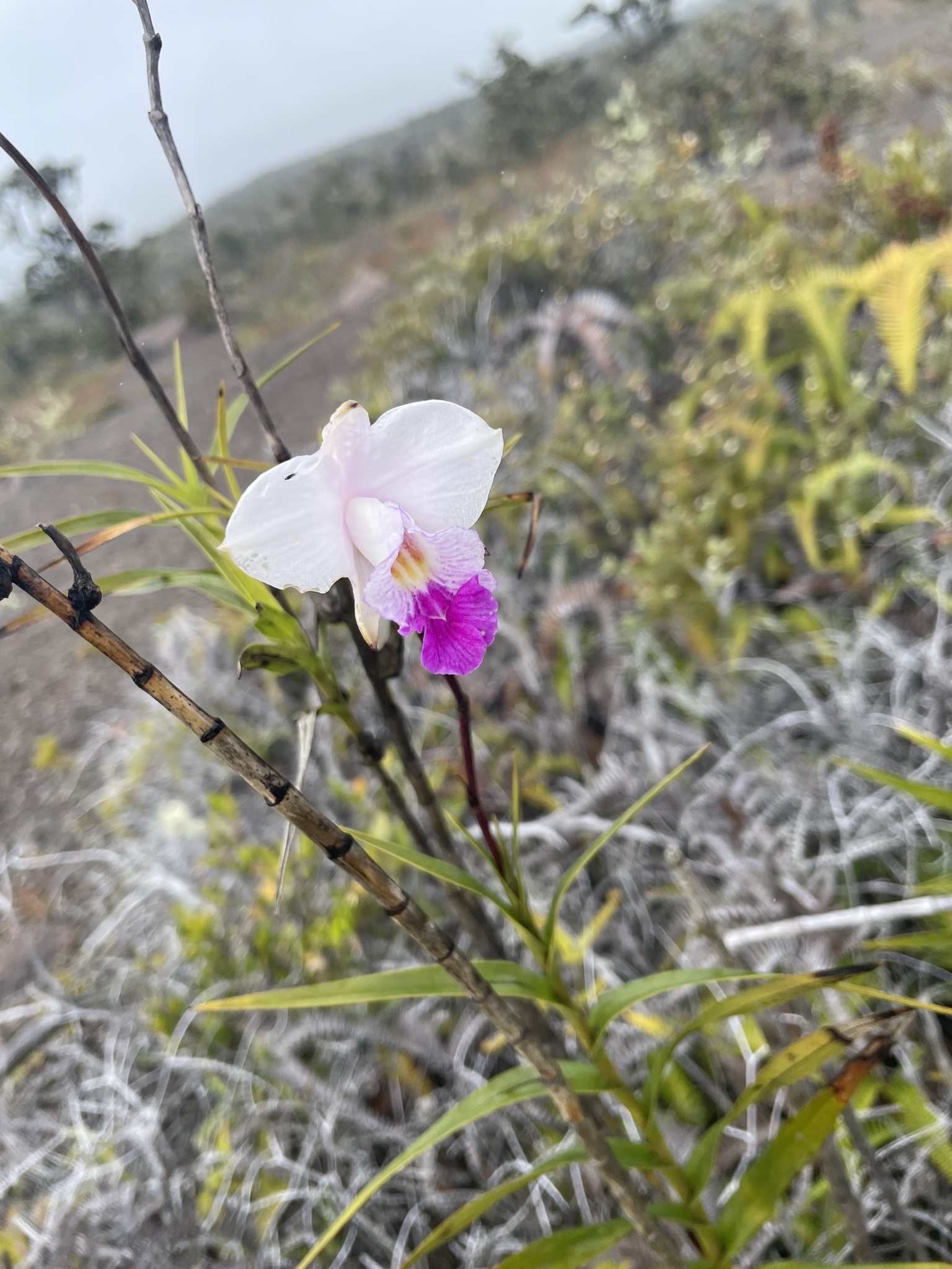 Imagem de Orquídea-bambu