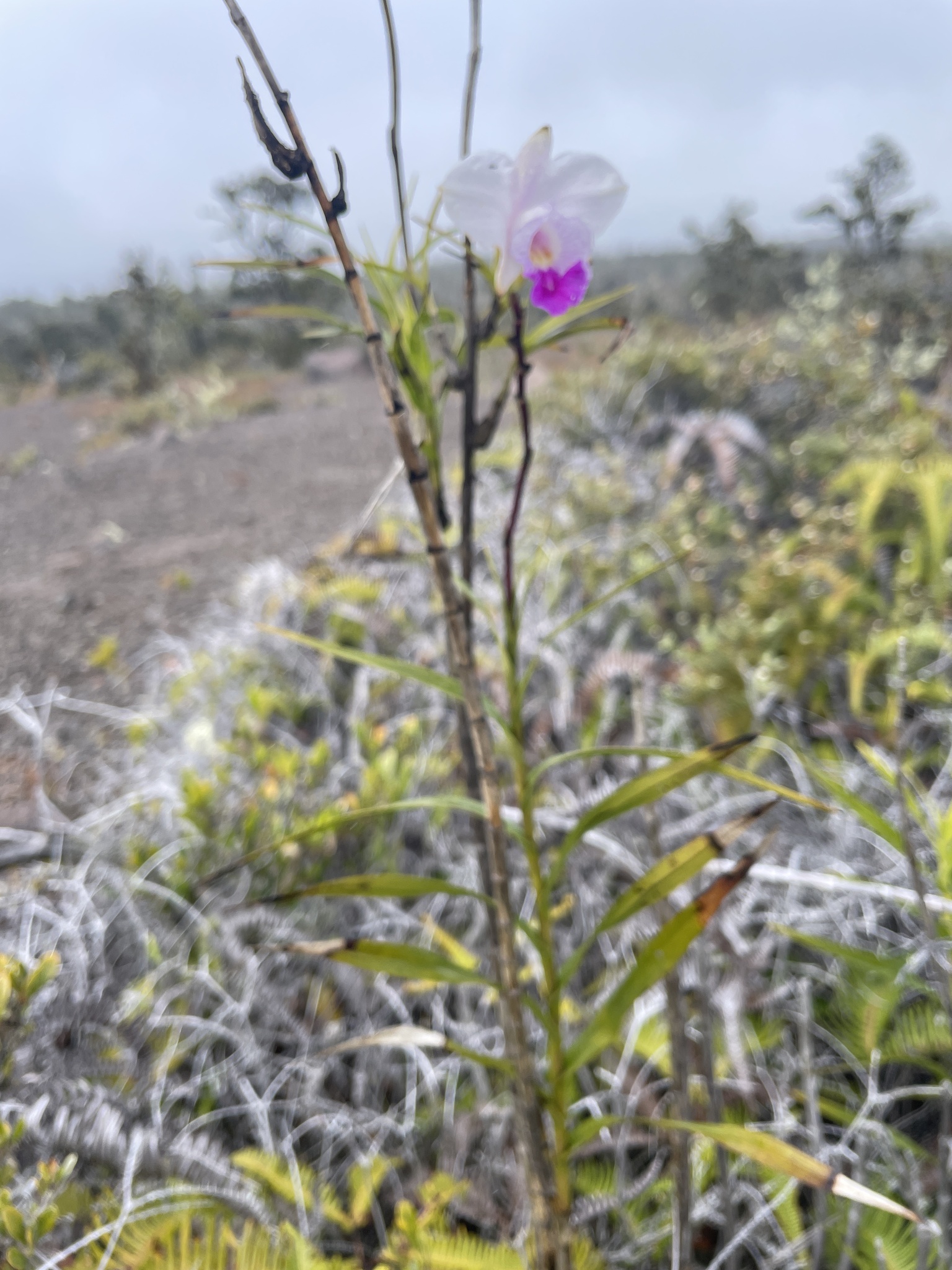 Imagem de Orquídea-bambu