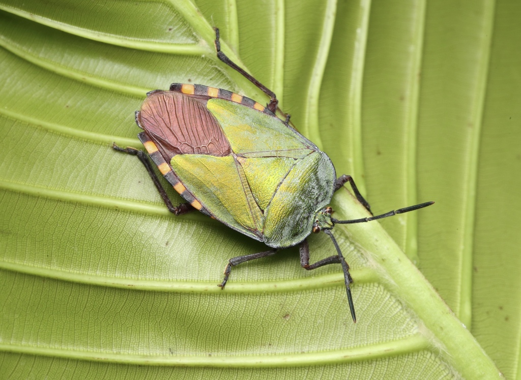 Giant Shield Bug from Singapore on May 24, 2023 at 12:48 PM by Joshua ...