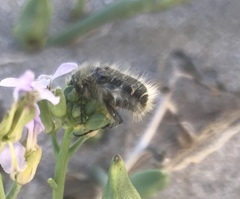 Tropinota squalida