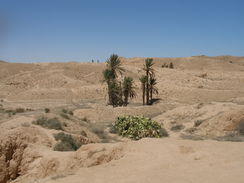 Date Palm