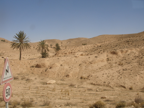 Date Palm