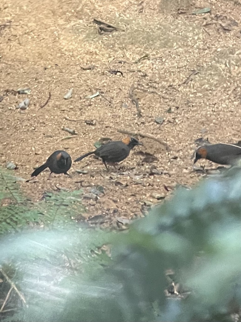 Rufous-cheeked Laughingthrush From Jianfengling National Forest Park 