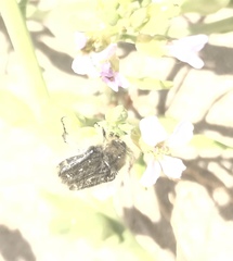 Tropinota squalida