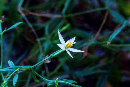 白花绮龙花