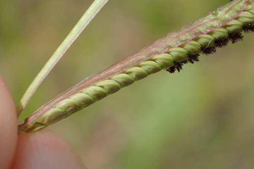 Image of Paspalum orbiculare by (c) Oscar Dove, some rights reserved (CC BY)