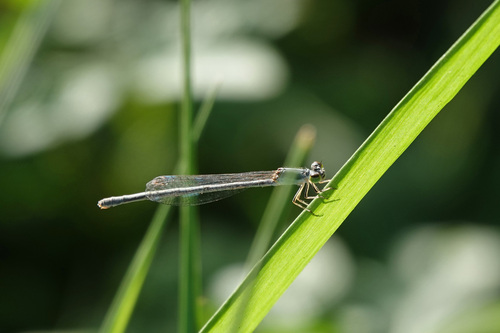 Ischnura observed 2023-07-06
