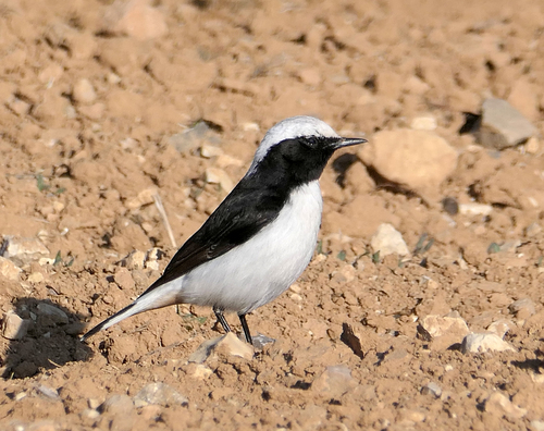 Mourning Wheatear