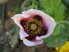 Papaver somniferum setigerum
