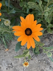 Dimorphotheca sinuata