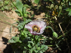 Papaver somniferum setigerum