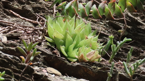 Haworthia