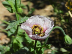 Papaver somniferum setigerum