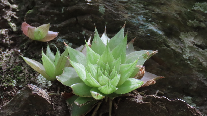 Imagem de Haworthia