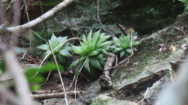 Imagem de Haworthia