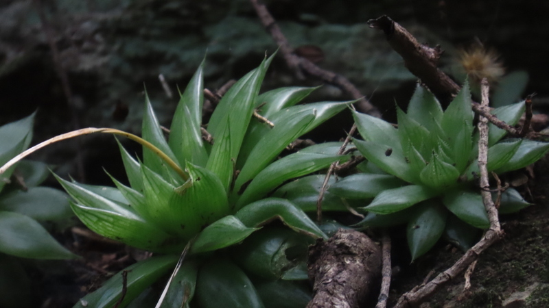 Imagem de Haworthia