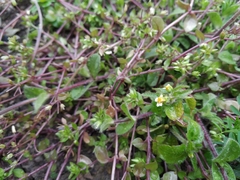 Galinsoga quadriradiata