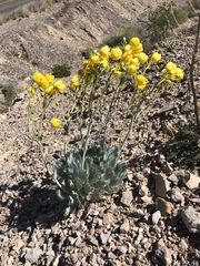 Arctomecon californica