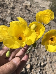 Arctomecon californica