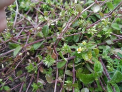 Galinsoga quadriradiata