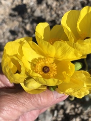 Arctomecon californica