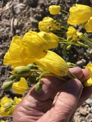 Arctomecon californica