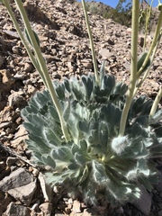 Arctomecon californica