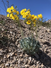 Arctomecon californica