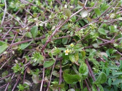 Stellaria media