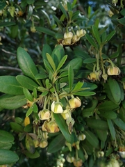 Diospyros dichrophylla