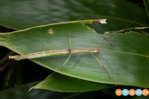 Chi Yan Insect Photo 345171061, (c) 张艺言, some rights reserved (CC BY-NC), uploaded by ...