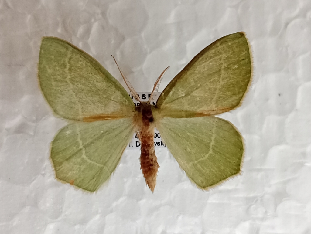 Hemistola zimmermanni