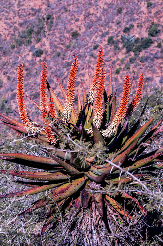 Aloe candelabrum